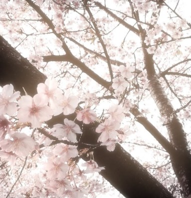 blossom pink