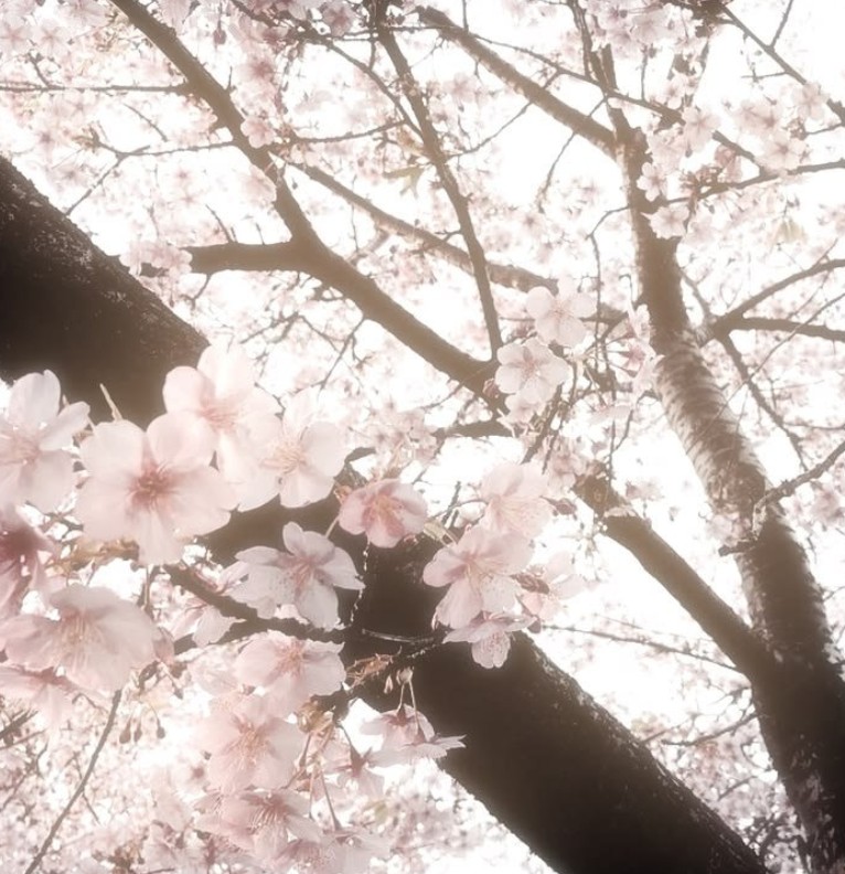 blossom pink