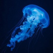 blue jellyfish widget