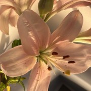 flower widget