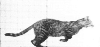 Cat copy