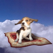 Dog on flying carpet
