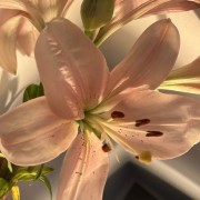 flower widget