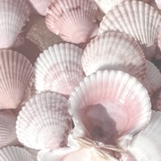 SeaShells by the SeaShore