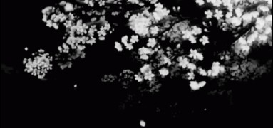 black aand white cherry blossoms aestetic