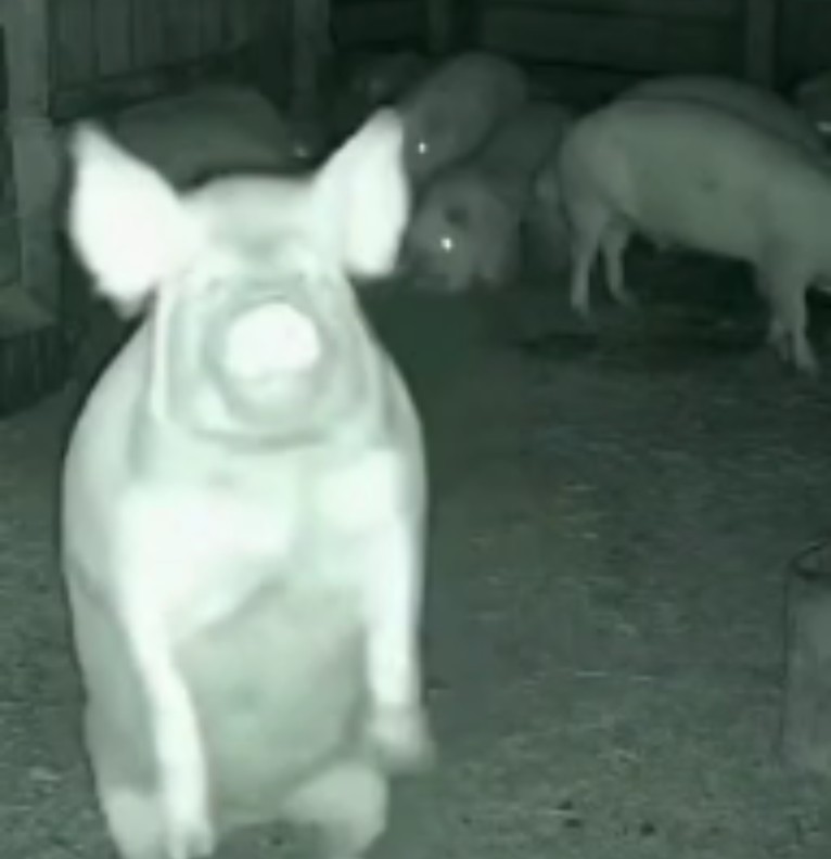 Pig dancing