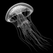 Jellyfish [Black widget]
