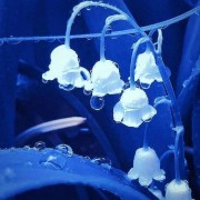 Blue Hydrangea