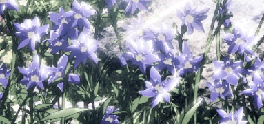 AOT / Attack on Titan flowers