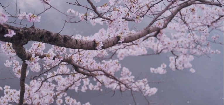 sakura