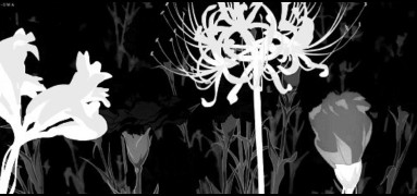.. black n white spider lily gif