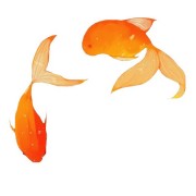 Orange fishes