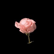 Flower gif