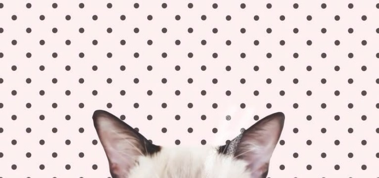 again CAT copy