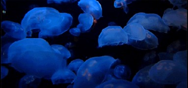 jellyfish