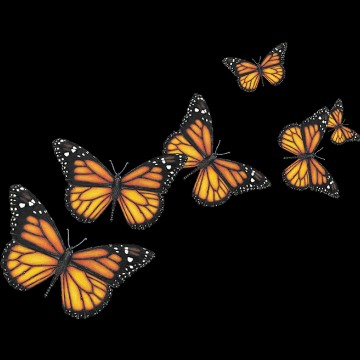 monarch butterflies