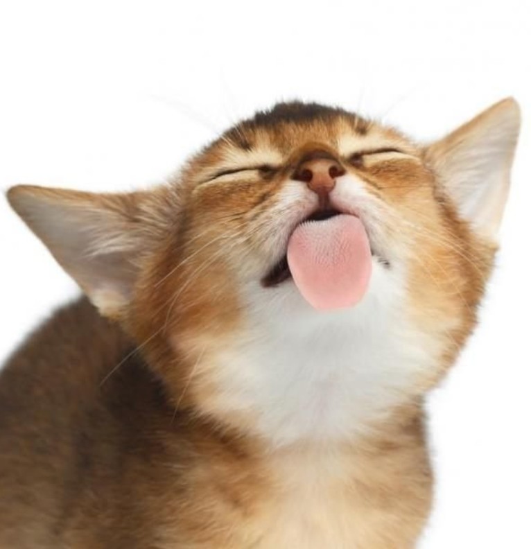 kitty licking your screen :)