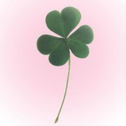 clover