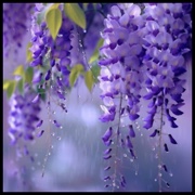Wisteria