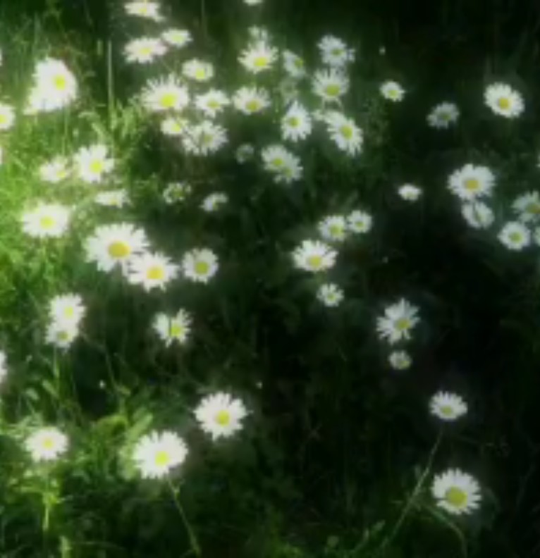 Daisy