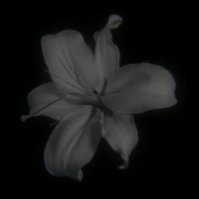 Dark Flower