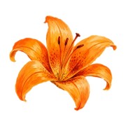 Orange Hibiscus