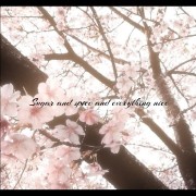cherry blossom