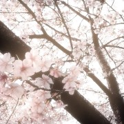 cherry blossoms