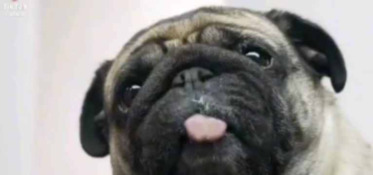 Cute pug cleaning the screen🐕