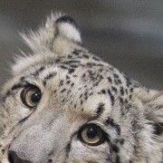 white leopard