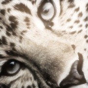 white leopard