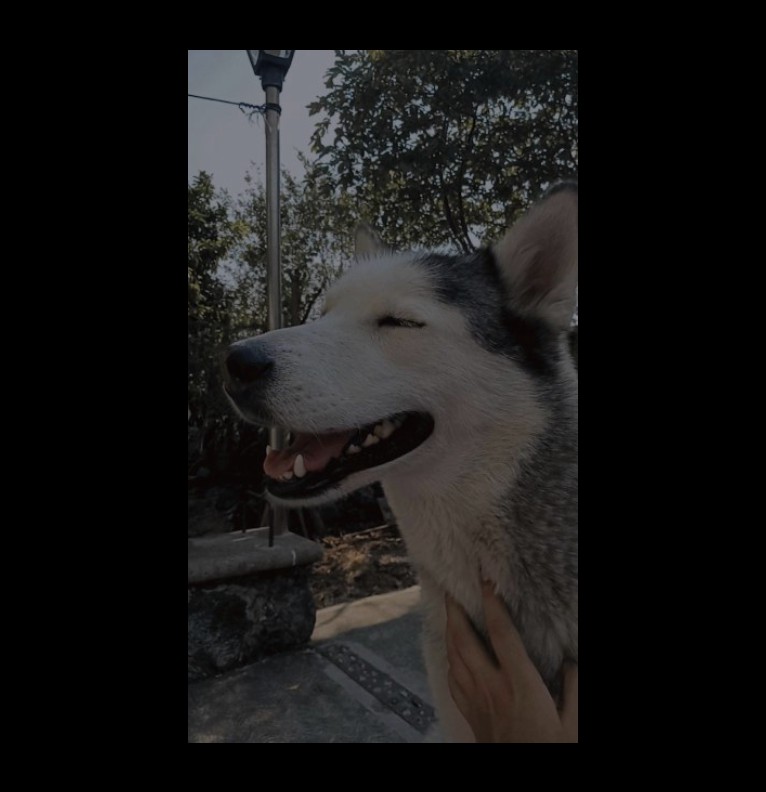 Shibi