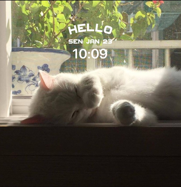 hello world, meow 