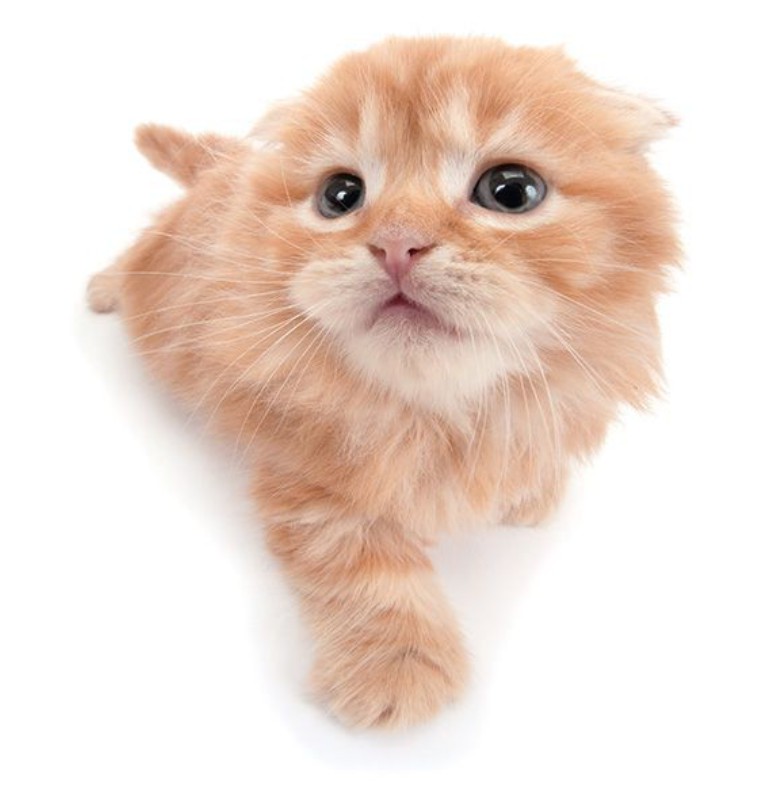 ginger