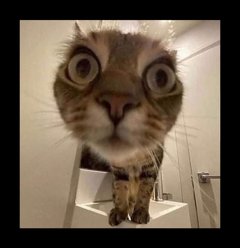 Cat soul