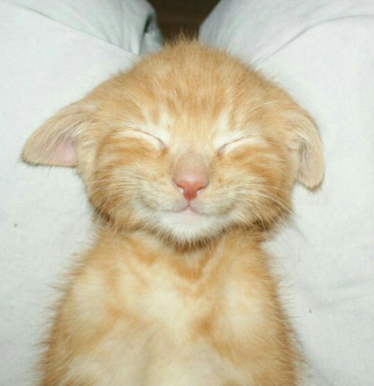 cute cat