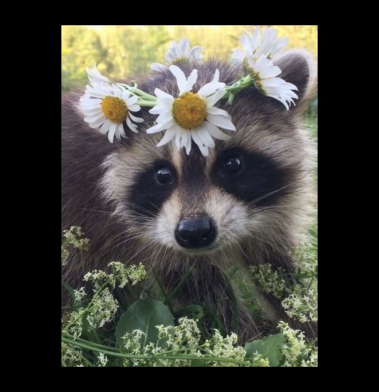 raccoon 