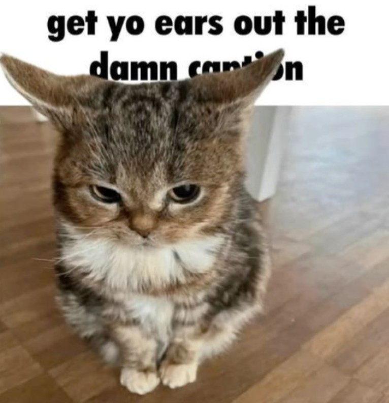 angry kitty