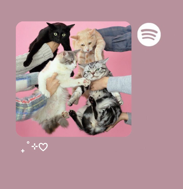 spotify widget.