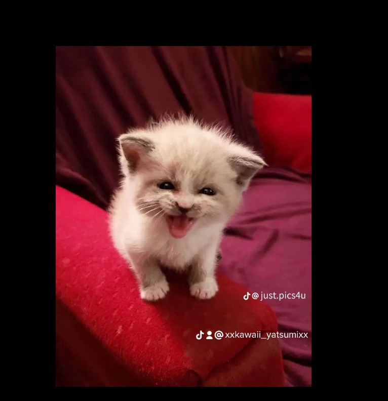 Meow Kitty cat