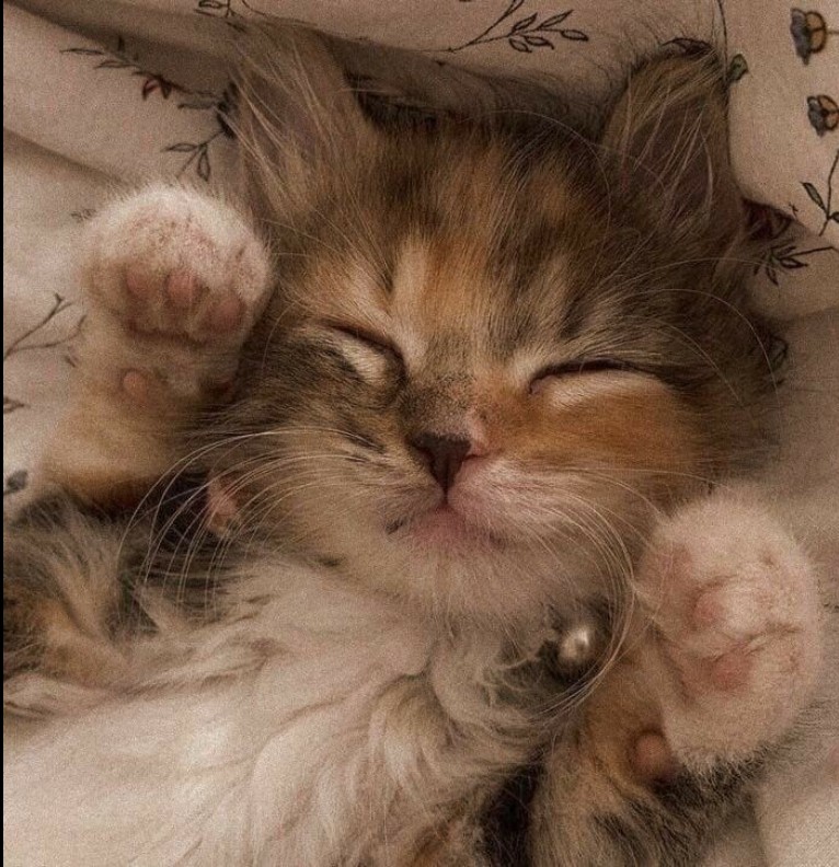 kitty