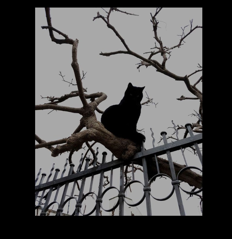 cat fute