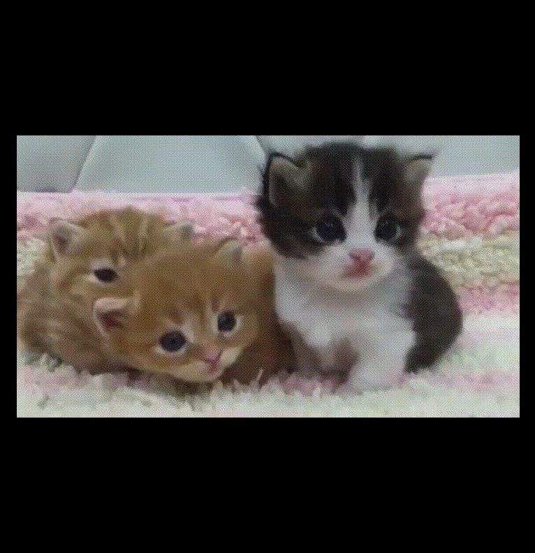 kittycatttt