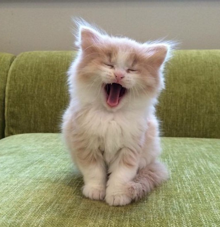 yawning cat 