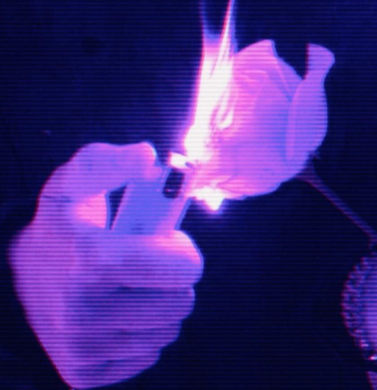 burining roses