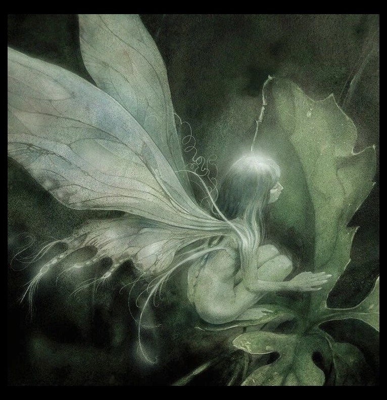 fairy widget