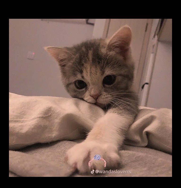 kitty cat