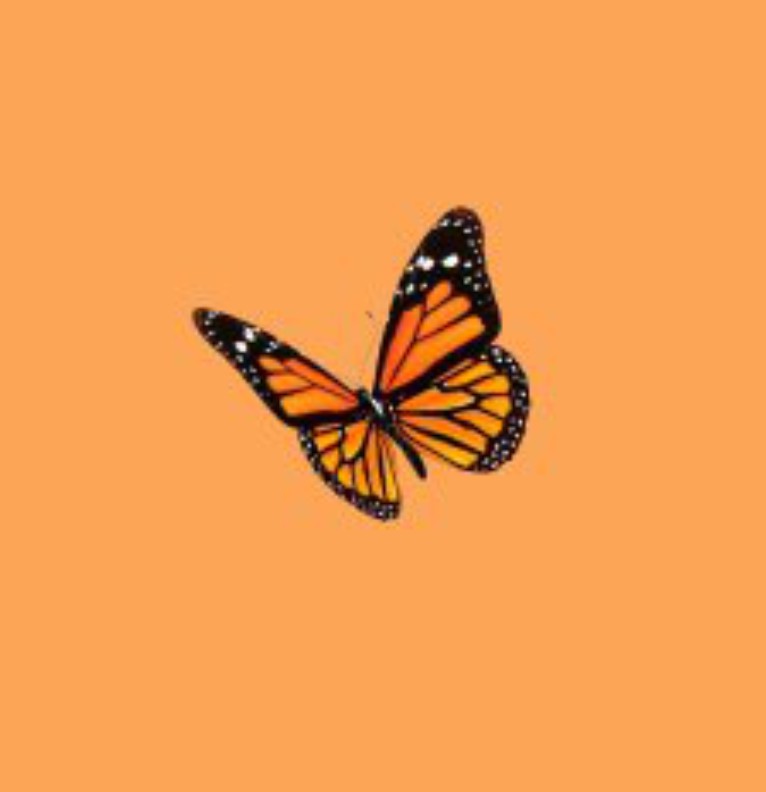 single butterfly 