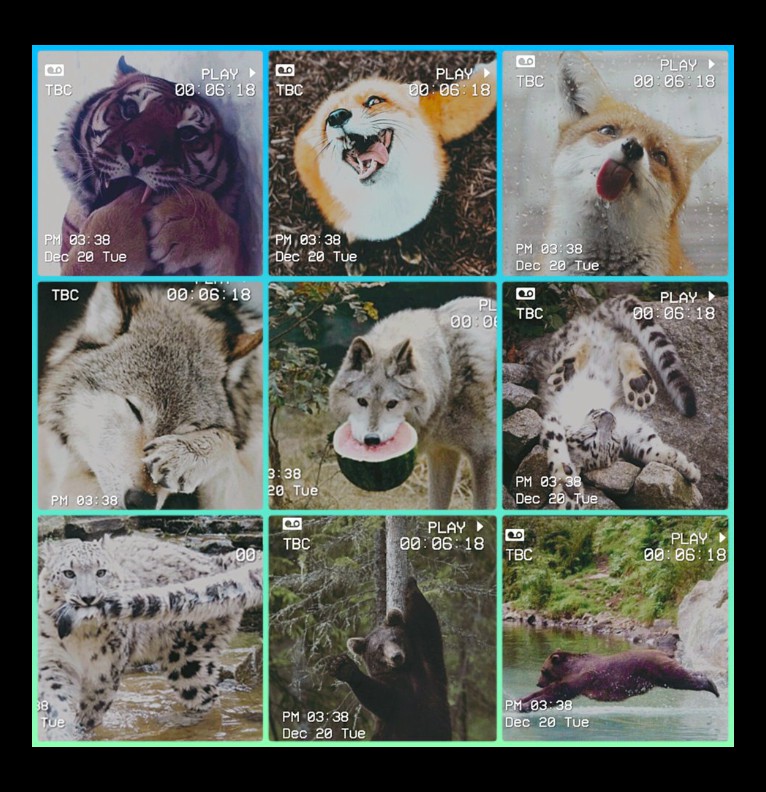 Cute animals 