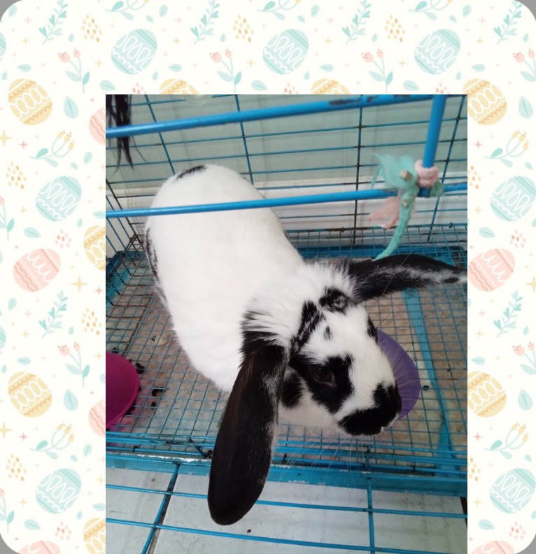 bunny hop hop cloud 